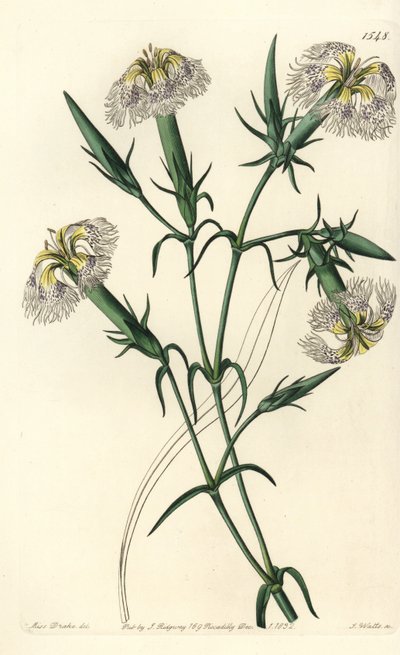 قرنفل لبنان (الأنواع المعرضة للخطر) - وردي لبنان ، Dianthus libanotis. الأنواع المهددة بالإنقراض. نقش على لوح نحاسي ملون يدويًا بواسطة S. Watts بعد رسم توضيحي من الآنسة سارة دريك من سجل نباتات سيدنهام إدواردز ، ريدجواي ، لندن بواسطة سيدنهام تيست إدواردز