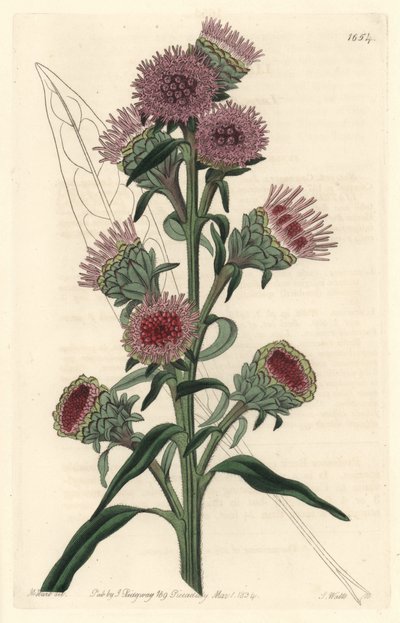 Liatide or liatris, native to North America - S. Watts strong water from an illustration by M. Hart, from the Botanical Register بواسطة سيدنهام تيست إدواردز