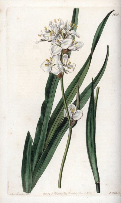 Libertia, endemic to Chile - Engraved by S.Watts, from an illustration by Sarah Anne Drake (1803-1857), from the Botanical Register of Sydenham Edwards (1768-1819), England بواسطة سيدنهام تيست إدواردز