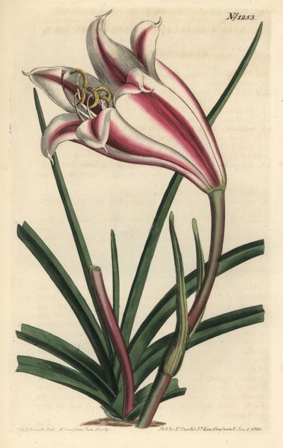 ليلي فاريتي - زنبق ساحل كيب ، Crinum ornatum (أمارلس أورناتا). نقش على لوح نحاسي ملون يدويًا بواسطة F. Sansom Jr. بعد رسم توضيحي لسيدنهام إدواردز من مجلة William Curtis النباتية ، T. Curtis ، لندن بواسطة سيدنهام تيست إدواردز