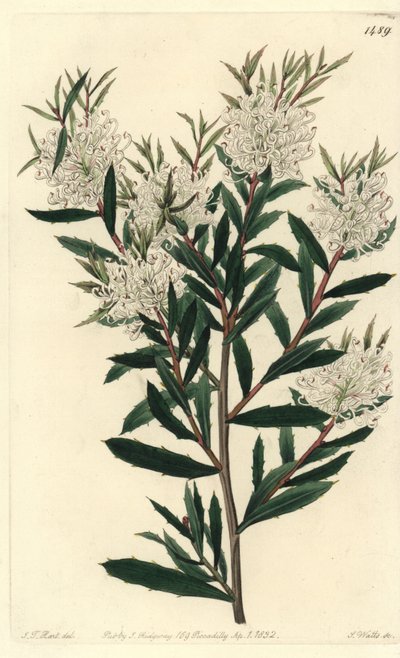Linar-leaved hakea, Hakea linearis. Handcoloured copperplate engraving by S. Watts after an illustration by J.T. Hart from Sydenham Edwards