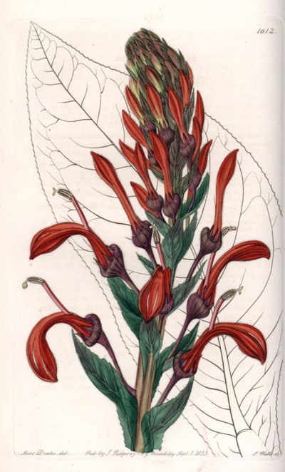 Lobelia variete (or cardinal) from Chile - Plate engraved by S.Watts, from an illustration by Sarah Anne Drake (1803-1857), from the Botanical Register of Sydenham Edwards (1768-1819), England بواسطة سيدنهام تيست إدواردز