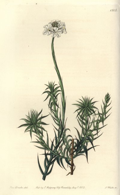 Long-leaved sphenotoma, Sphenotoma capitatum. Handcoloured copperplate engraving by S. Watts after an illustration by Miss Sarah Drake from Sydenham Edwards