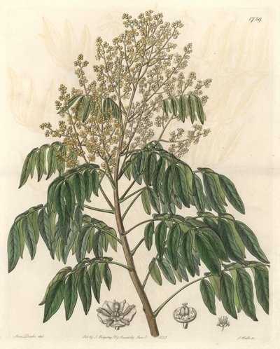 Longanier, originally from China - S. Watts strong water from an illustration by Sarah Anne Drake (1803-1857), from the Botanical Register بواسطة سيدنهام تيست إدواردز