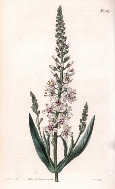 Lysimaque ephemere - Silver or willow-leaved loosestrife, Lysimachia ephemerum. Handcoloured copperplate engraving by Weddell after an illustration by Sydenham Edwards from Samuel Curtis
