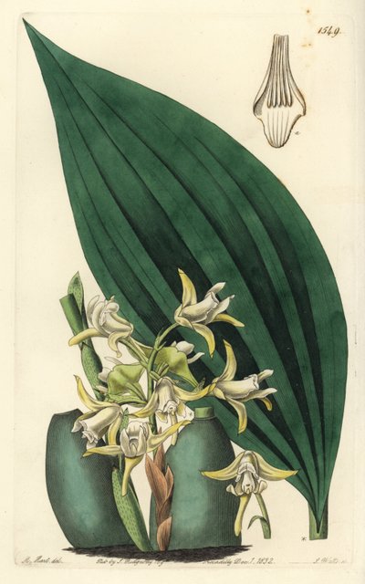 أوركيد Maxillaria palmifolia (أصفر شاحب للفك العلوي وفك لون الفكين). نقش على لوح نحاسي ملون يدويًا بواسطة S. Watts بعد رسم توضيحي بواسطة M. Hart من سجل نباتات سيدنهام إدواردز ، ريدجواي ، لندن بواسطة سيدنهام تيست إدواردز
