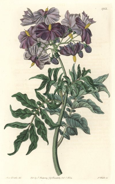 Morelle (Solanum) ، موطنه تشيلي - مياه قوية بقلم S. Watts من رسم توضيحي لسارة آن دريك (1803-1857) ، من السجل النباتي بواسطة سيدنهام تيست إدواردز