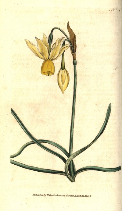 Narcissus - Reflexed daffodil, Narcissus triandrus. Handcolured copperplate engraving after a botanical illustration by James Sowerby from William Curtis