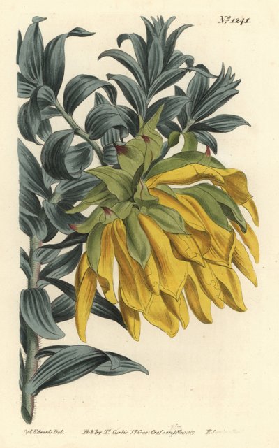 Orange nodding-head or mountain dahlia, Liparia splendens (Ruscus-leaved liparia, Liparia sphaerica). Handcoloured copperplate engraving by F. Sansom Jr. after an illustration by Sydenham Edwards from William Curtis