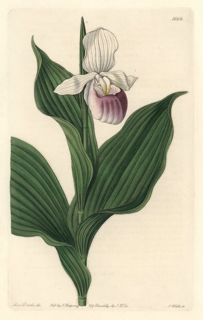Orchid، Royal Cypripede - Water forte by S. Watts من رسم توضيحي لسارة آن دريك (1803-1857) ، من السجل النباتي بواسطة سيدنهام تيست إدواردز