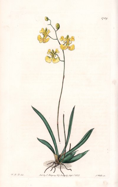 Orchid: Variete Tolumnia guianensis, endemic to Haiti and Santo Domingo - Plate engraved by S.Watts, from an illustration by Sarah Anne Drake (1803-1857), from the Botanical Register of Sydenham Edwards (1768-1819), England بواسطة سيدنهام تيست إدواردز