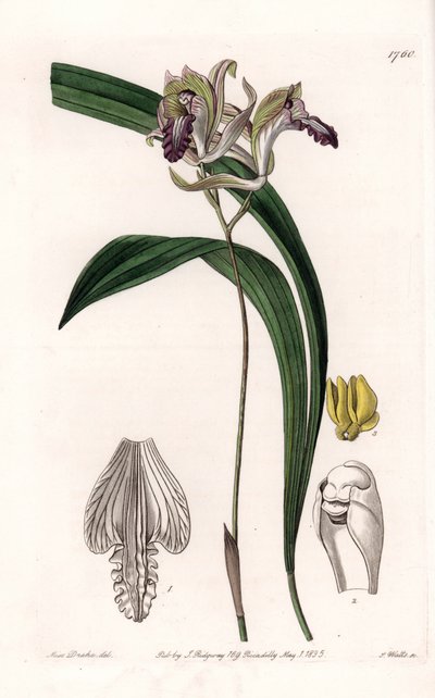 الأوركيد: مجموعة متنوعة من Bletia of America - لوحة محفورة بواسطة S.Watts ، من رسم توضيحي لسارة آن دريك (1803-1857) ، من السجل النباتي لسيدنهام إدواردز (1768-1819) ، إنجلترا بواسطة سيدنهام تيست إدواردز