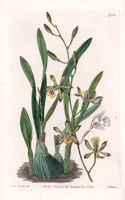 الأوركيد: إبيدندري غريل - لوحة محفورة بواسطة S.Watts ، من رسم توضيحي لسارة آن دريك (1803-1857) ، من السجل النباتي لسيدنهام إدواردز (1768-1819) ، إنجلترا بواسطة سيدنهام تيست إدواردز