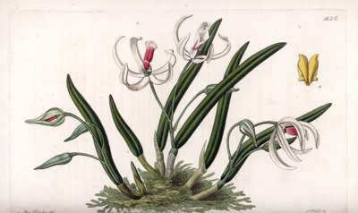 Orchid: miniature variety of leptotes - Plate engraved by S.Watts, from an illustration by Sarah Anne Drake (1803-1857), from the Botanical Register of Sydenham Edwards (1768-1819), England بواسطة سيدنهام تيست إدواردز