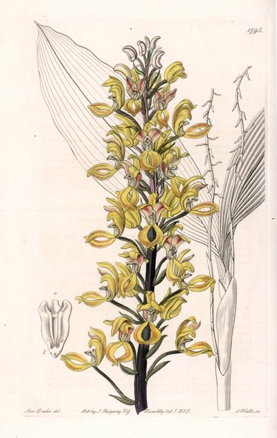 Orchid: variete of govenia - Plate engraved by S.Watts, from an illustration by Sarah Anne Drake (1803-1857), from the Botanical Register of Sydenham Edwards (1768-1819), England بواسطة سيدنهام تيست إدواردز