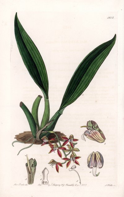Orchid: variete of macradenia, native of Guiana - Plate engraved by S.Watts, from an illustration by Sarah Anne Drake (1803-1857), from the Botanical Register of Sydenham Edwards (1768-1819), England بواسطة سيدنهام تيست إدواردز
