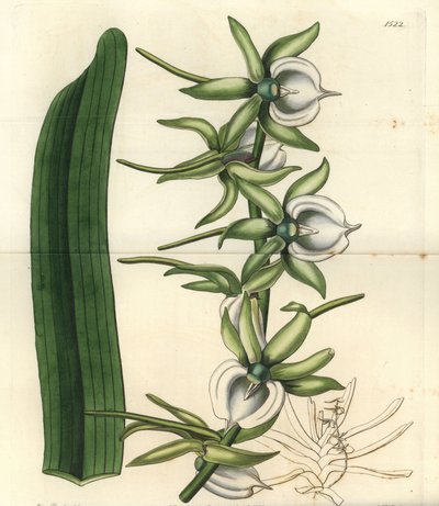 Orchid variete of the Indian Ocean Islands - Ivory angraecum orchid, Angraecum eburneum. Handcoloured copperplate engraving by S. Watts after an illustration by Miss Sarah Drake from Sydenham Edwards