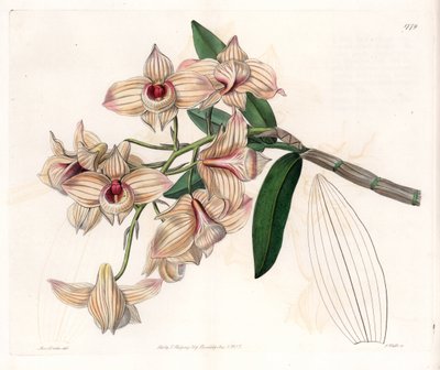 الأوركيد: مجموعة متنوعة من Dendrobium - لوحة محفورة بواسطة S.Watts ، من رسم توضيحي لسارة آن دريك (1803-1857) ، من السجل النباتي لسيدنهام إدواردز (1768-1819) ، إنجلترا بواسطة سيدنهام تيست إدواردز