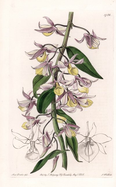 الأوركيد: مجموعة متنوعة من Dendrobium ، موطنها آسيا - لوحة محفورة بواسطة S. Watts ، من رسم إيضاحي لسارة آن دريك (1803-1857) ، من السجل النباتي لسيدنهام إدواردز (1768-1819) ، إنجلترا بواسطة سيدنهام تيست إدواردز