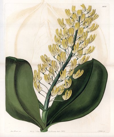 الأوركيد: مجموعة متنوعة من dendrobium من أستراليا - لوحة محفورة بواسطة S.Watts ، من رسم توضيحي لسارة آن دريك (1803-1857) ، من السجل النباتي لسيدنهام إدواردز (1768-1819) ، إنجلترا بواسطة سيدنهام تيست إدواردز