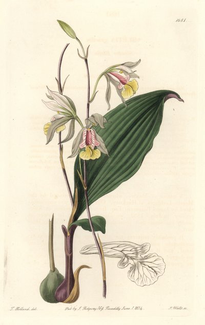 Orchidee ، American Bletia - Water Forte بواسطة S. Watts من رسم توضيحي بواسطة T. Holland ، من السجل النباتي بواسطة سيدنهام تيست إدواردز