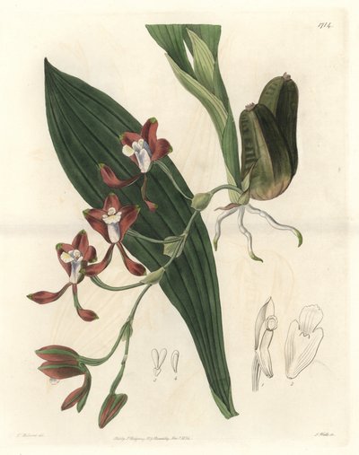 Orchidee Batemannia, native of Guyana - Water forte by S. Watts from an illustration by T. Holland, from the Botanical Register بواسطة سيدنهام تيست إدواردز