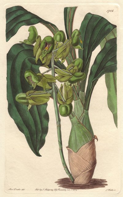 Orchidee Catasetum, native to Brazil - Water forte by S. Watts from an illustration by Sarah Anne Drake (1803-1857), from the Botanical Register بواسطة سيدنهام تيست إدواردز