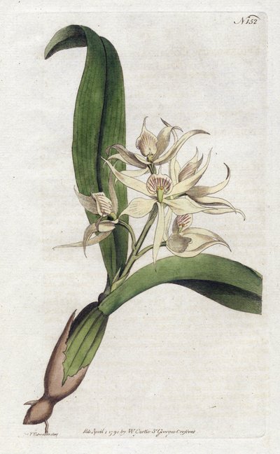 Orchidee epidendrum fragfumee - الطباعة الحجرية بواسطة YDENHAM Edwards (1768-1819) ، لوحة من المجلة النباتية بواسطة William Curtis (1746-1799) بواسطة سيدنهام تيست إدواردز