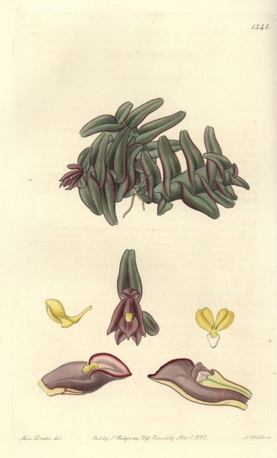 Orchidee epidendrum of Central America - Epidendrum schlechterianum orchid (Purple nanodes, Nanodes discolor). Handcoloured copperplate engraving by S. Watts after an illustration by Miss Sarah Drake from Sydenham Edwards