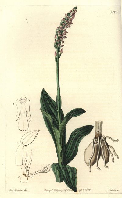 Orchidee neotine - Dense-flowered orchid, Neotinea maculata (One-sized aceras, Aceras secundiflora). Handcoloured copperplate engraving by S. Watts after an illustration by Miss Sarah Drake from Sydenham Edwards