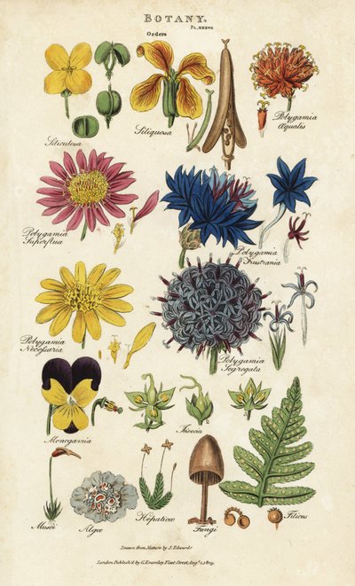 ترتيب الزهور: Siliculosa و Seliquosa و Polygamia و Monogamia و Filicus و Fungi ، إلخ. نقش على لوح نحاسي ملون يدويًا بعد Sydenham Edwards من John Mason Good's Pantologia ، موسوعة جديدة ، G. Kearsley ، لندن بواسطة سيدنهام تيست إدواردز