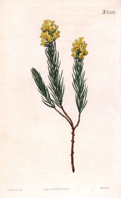 Oval spiked aspalathus, Aspalathus callosa. Handcoloured copperplate engraving by Weddell after an illustration by Sydenham Edwards from Samuel Curtis