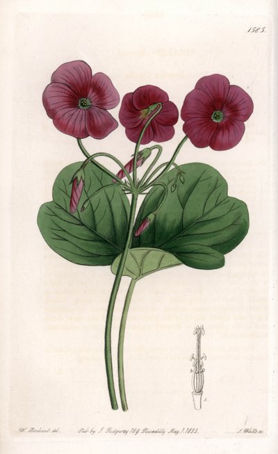 Oxalis de Bowie - Plate engraved by S.Watts, from an illustration by Sarah Anne Drake (1803-1857), from the Botanical Register of Sydenham Edwards (1768-1819), England بواسطة سيدنهام تيست إدواردز
