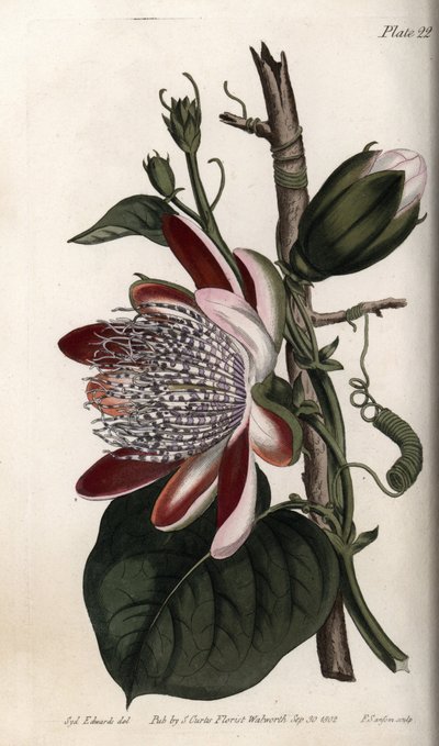 Passionflower, bud and flower. Coloured copper engraving, illustration by Sydenham Edwards (1768-1819) for Conferences of Botanical, Botanical Garden of Lambeth (England) بواسطة سيدنهام تيست إدواردز