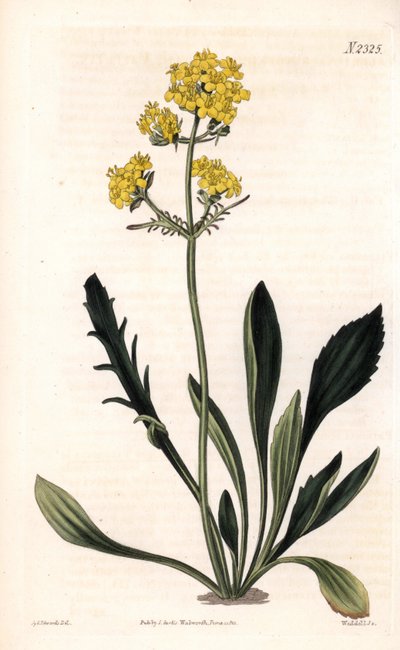 باترينيا سيبيريكا (Altaic valerian ، Valeriana ruthenica). نقش على لوح نحاسي ملون يدويًا بواسطة ويديل بعد رسم توضيحي لسيدنهام إدواردز من "" مجلة صمويل كيرتس النباتية "، لندن بواسطة سيدنهام تيست إدواردز