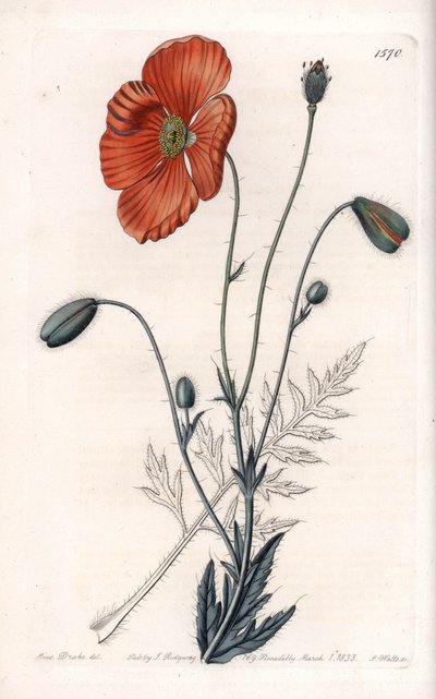 الخشخاش الفارسي فاريتي - محفور بواسطة S.Watts ، من رسم توضيحي لسارة آن دريك (1803-1857) ، من السجل النباتي لسيدنهام إدواردز (1768-1819) ، إنجلترا بواسطة سيدنهام تيست إدواردز