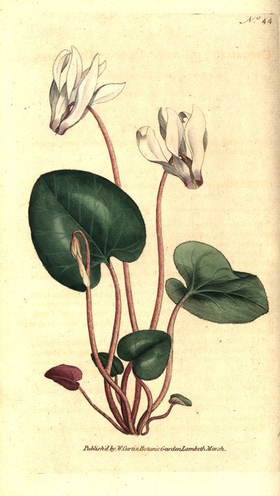 Persian cyclamen or cyclamen florists - Persian cyclamen, Cyclamen persicum. Handcolured copperplate engraving after a botanical illustration by James Sowerby from William Curtis