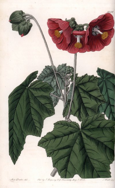 Phymosia variete, red flowers, native to Mexico - Engraved by S. Watts, from an illustration by Sarah Anne Drake (1803-1857), from the Botanical Register of Sydenham Edwards (1768-1819), England بواسطة سيدنهام تيست إدواردز