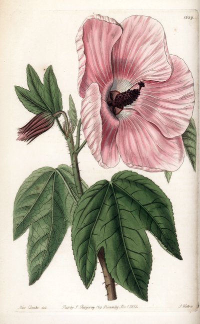 Pink Hibiscus - Plate engraved by S.Watts, from an illustration by Sarah Anne Drake (1803-1857), from the Botanical Register of Sydenham Edwards (1768-1819), England بواسطة سيدنهام تيست إدواردز