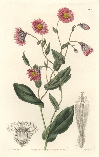 رودانث الوردي ، موطنه أستراليا - ماء قوي S. Watts من رسم توضيحي لسارة آن دريك (1803-1857) ، من السجل النباتي بواسطة سيدنهام تيست إدواردز