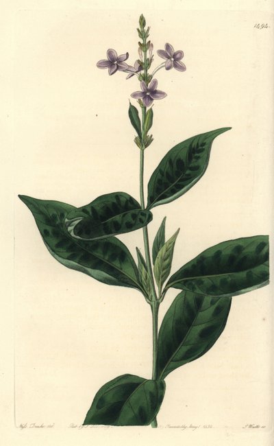 Pseuderanthemum faecundum (Ever-blowing eranthemum, Eranthemum faecundum). Handcoloured copperplate engraving by S. Watts after an illustration by Miss Sarah Drake from Sydenham Edwards