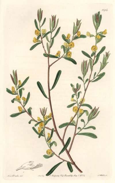 Pultanea flexilis ، موطنها أستراليا - مياه قوية S. Watts من رسم توضيحي لسارة آن دريك (1803-1857) ، من السجل النباتي بواسطة سيدنهام تيست إدواردز