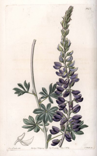 Purple Lupine Variete - Engraved by S.Watts, from an illustration by Sarah Anne Drake (1803-1857), from the Botanical Register of Sydenham Edwards (1768-1819), England بواسطة سيدنهام تيست إدواردز
