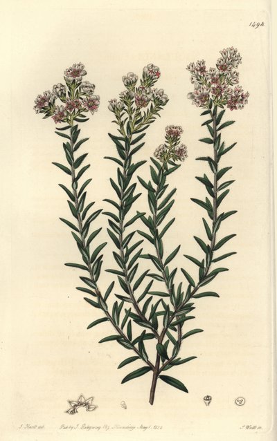 Red soulangia, Soulangia rubra. Handcoloured copperplate engraving by S. Watts after an illustration by J. Hart from Sydenham Edwards
