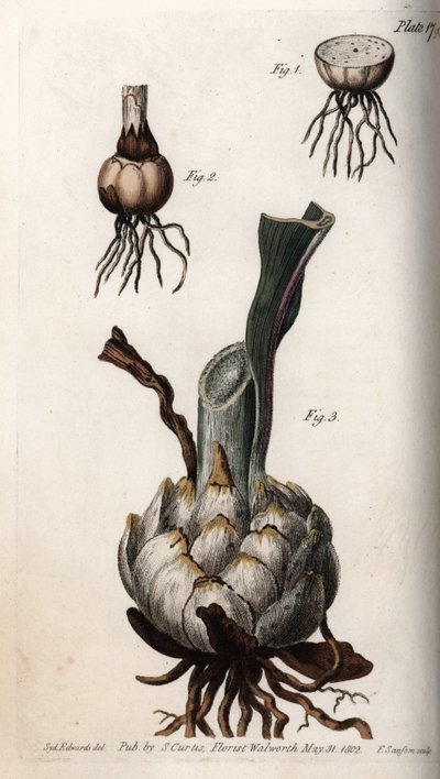 جذر وبصلة الزنابق. نقش نحاسي ملون ، رسم توضيحي لسيدنهام إدواردز (1768-1819) لمؤتمرات نباتية ، حديقة لامبث النباتية (إنجلترا) بواسطة سيدنهام تيست إدواردز