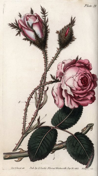 Rose, rose flower hundred leaves. Coloured copper engraving, illustration by Sydenham Edwards (1768-1819) for Conferences of Botanical, Botanical Garden of Lambeth (England) بواسطة سيدنهام تيست إدواردز