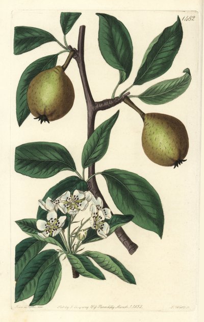 أوراق الميرمية الكمثرى - الكمثرى ذات الأوراق المريمية ، Pyrus salviifolia (Pyrus salvifolia). نقش على لوح نحاسي ملون يدويًا بواسطة S. Watts بعد رسم توضيحي لسارة دريك من سجل نباتات سيدنهام إدواردز ، ريدجواي ، لندن بواسطة سيدنهام تيست إدواردز