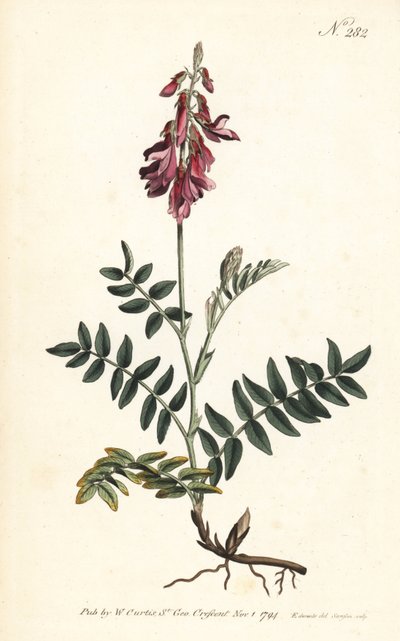 Sainfoin des Alpes - Alpine sainfoin, Hedysarum hedysaroides (Creeping rooted hedysarum obscurum) - Handcoloured copperplate engraving by Sansom after an illustration by Sydenham Edwards from William Curtis