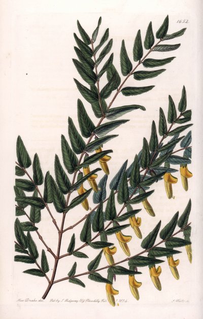 فروع سكوتيا ناعمة - صفيحة محفورة بواسطة S.Watts ، من رسم توضيحي لسارة آن دريك (1803-1857) ، من السجل النباتي لسيدنهام إدواردز (1768-1819) ، إنجلترا بواسطة سيدنهام تيست إدواردز