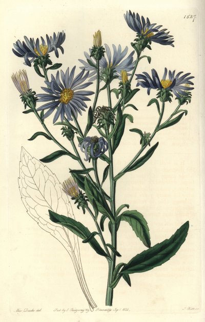 Shewy aster, Aster spectabilis. Handcoloured copperplate engraving by S. Watts after an illustration by Miss Sarah Drake from Sydenham Edwards
